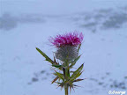 Cirsium_eriophorum_9766.jpg