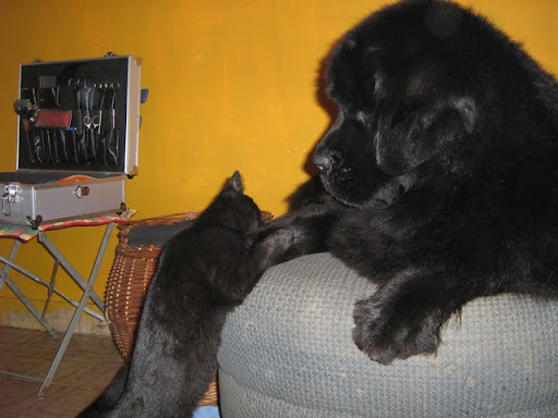 Качена снимка